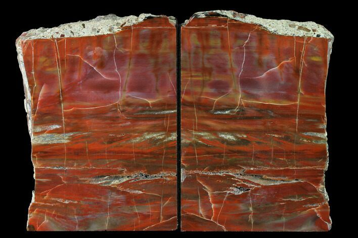 Tall, Arizona Petrified Wood Bookends - Red, Orange & Purple #171988